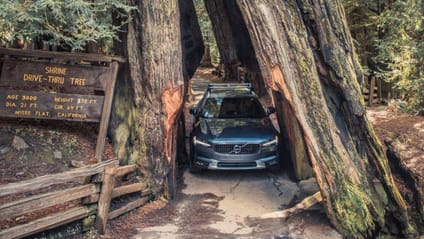 Avenue of the Giants (north of San Francisco)