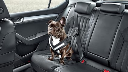 Skoda dog accessories